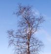 Birch without leaves