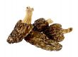 Dried morels on a white