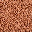 Golden buckwheat