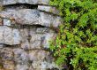 Rock covered with green vegetation