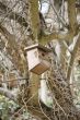 bird house pending