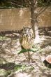 eagle owl