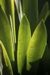 green leaves