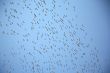 group of birds