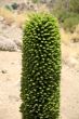 green volcanic plant