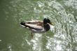 duck on water