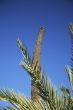 cutting palm