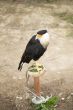 black bird looking back