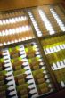 old coloured bottles