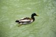 duck swimming