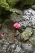 flower in the river
