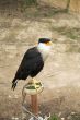 black bird