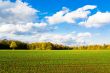 Green field in autumn