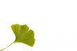 ginkgoes bilobate - isolate leaf
