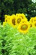 Field of sunflowers