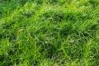 Green Grass
