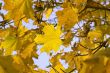 yellow leaves, shallow focus, leaves of maple