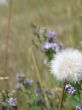 wild flowers in a field