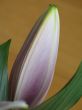 pink flower getting ready to bloom