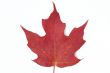 Red maple leaf