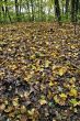 fallen leaves