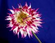 red flower