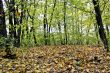 fall forest