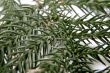 exotic christmas tree