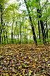 fall forest