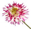 red flower