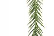 exotic christmas tree