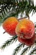 decorative apples
