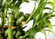 bamboo