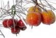 decorative apples