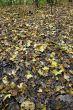 fallen leaves