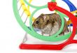 hamster in wheel