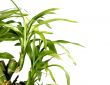 bamboo background