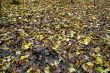 fallen leaves