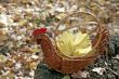 woven basket
