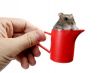 hamster in cup