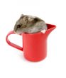 hamster in cup