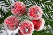 decorative apples