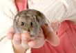 hamster in hands