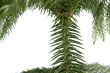 exotic christmas tree