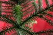 exotic christmas tree