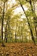 fall forest