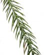 exotic christmas tree