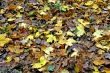 fallen leaves