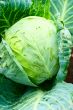 Cabbage with leaves