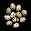 Quail eggs